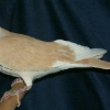птица
