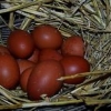 птица