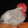 птица