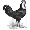 птица