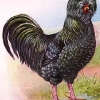 птица