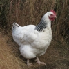 птица