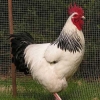 птица