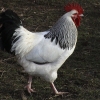 птица