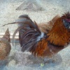 птица