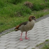 птица