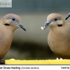птица