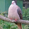 птица