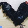 птица