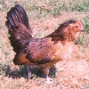 птица