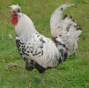 птица