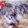 птица