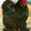 птица