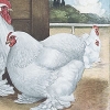 птица