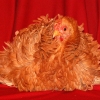 птица