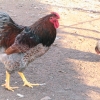 птица