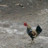 птица