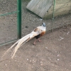 птица
