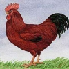 птица