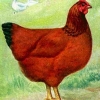 птица