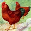 птица