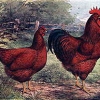 птица