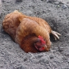 птица