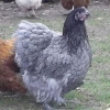птица