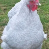 птица