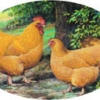 птица