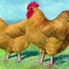 птица