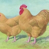 птица