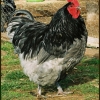 птица
