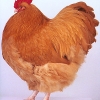птица