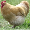 птица