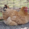 птица