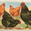 птица