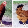 птица