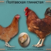 птица