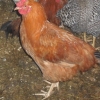 птица