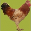 птица