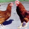 птица