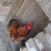 птица