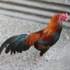 птица