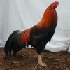 птица