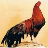 птица