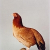 птица