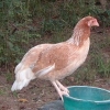 птица