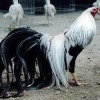 птица