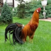 птица